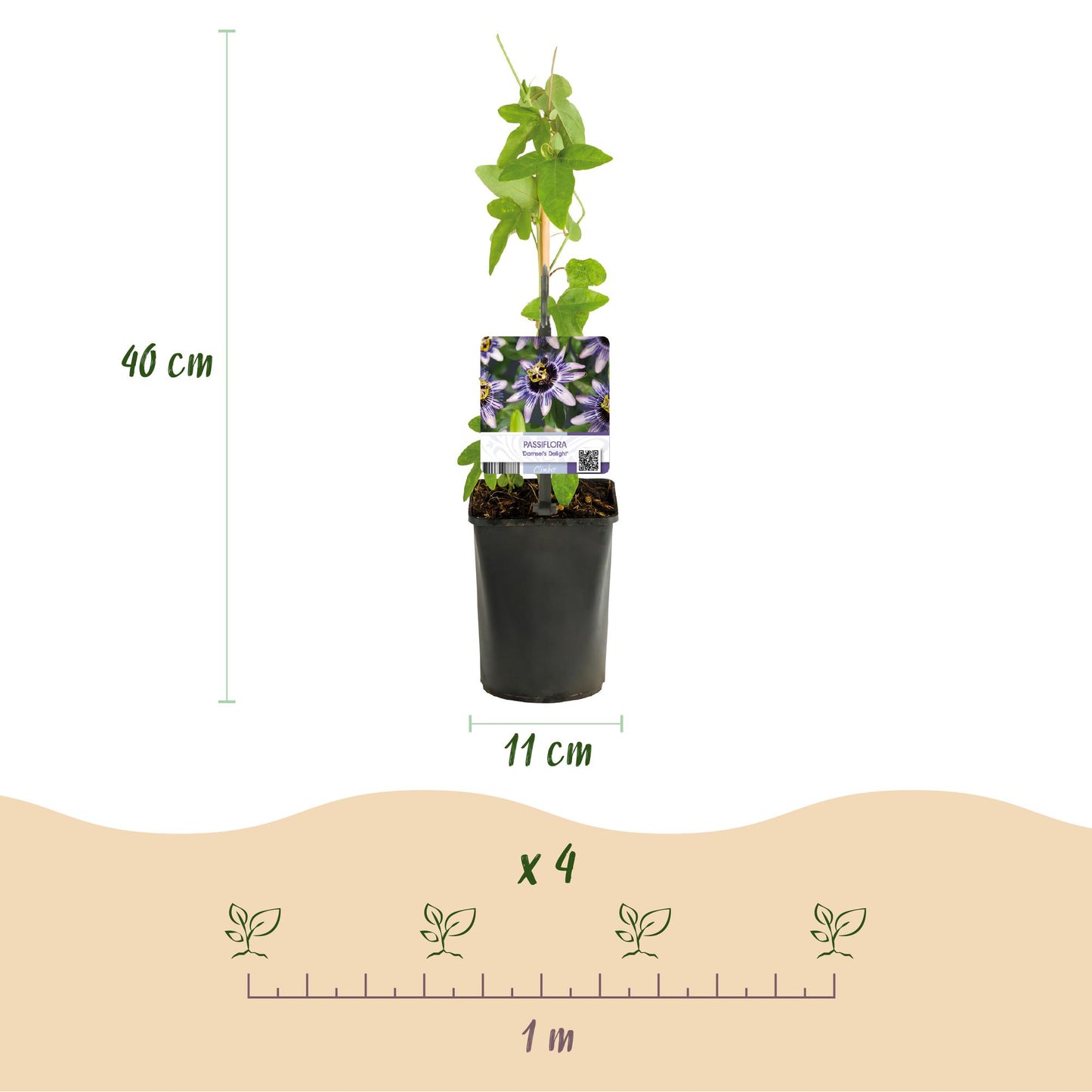 Passiflora Damsels Delight en pot, dimensions (hauteur 40 cm, pot 11 cm) et espacement de plantation (x4 par mètre).