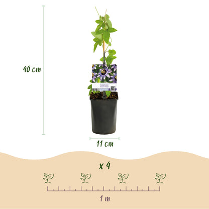 Passiflora Damsels Delight en pot, dimensions (hauteur 40 cm, pot 11 cm) et espacement de plantation (x4 par mètre).