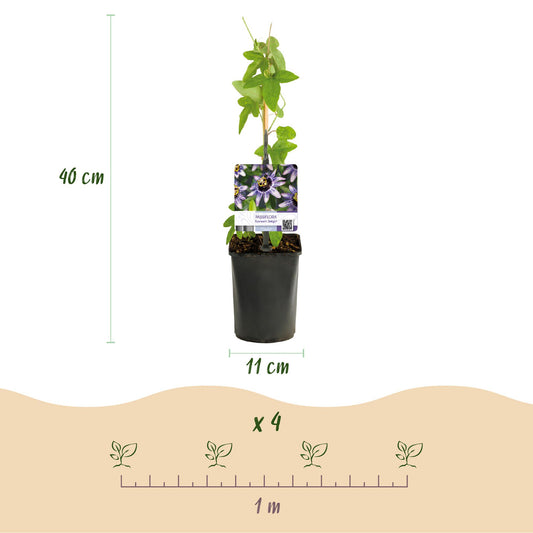 Passiflora Damsels Delight en pot, dimensions (hauteur 40 cm, pot 11 cm) et espacement de plantation (x4 par mètre).