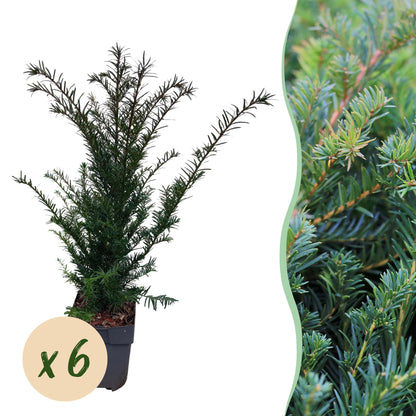 Taxus baccata : un plant en pot sur fond blanc, accompagné d'une pastille "x6" indiquant la quantité du lot.