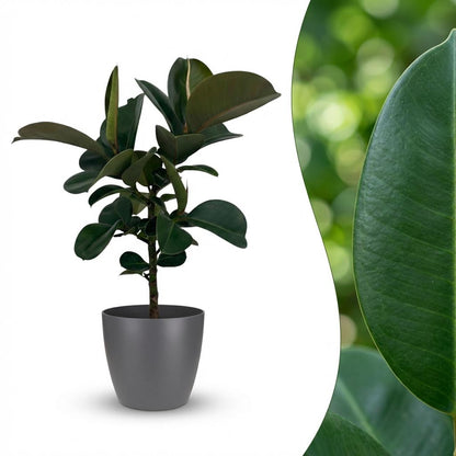 Plante d'intérieur - Plante caoutchouc - Ficus Elastica Cloe - Vert - Peu d'entretien - 1 Plante - avec Potter Gris - Pot 19cm - Hauteur 65cm