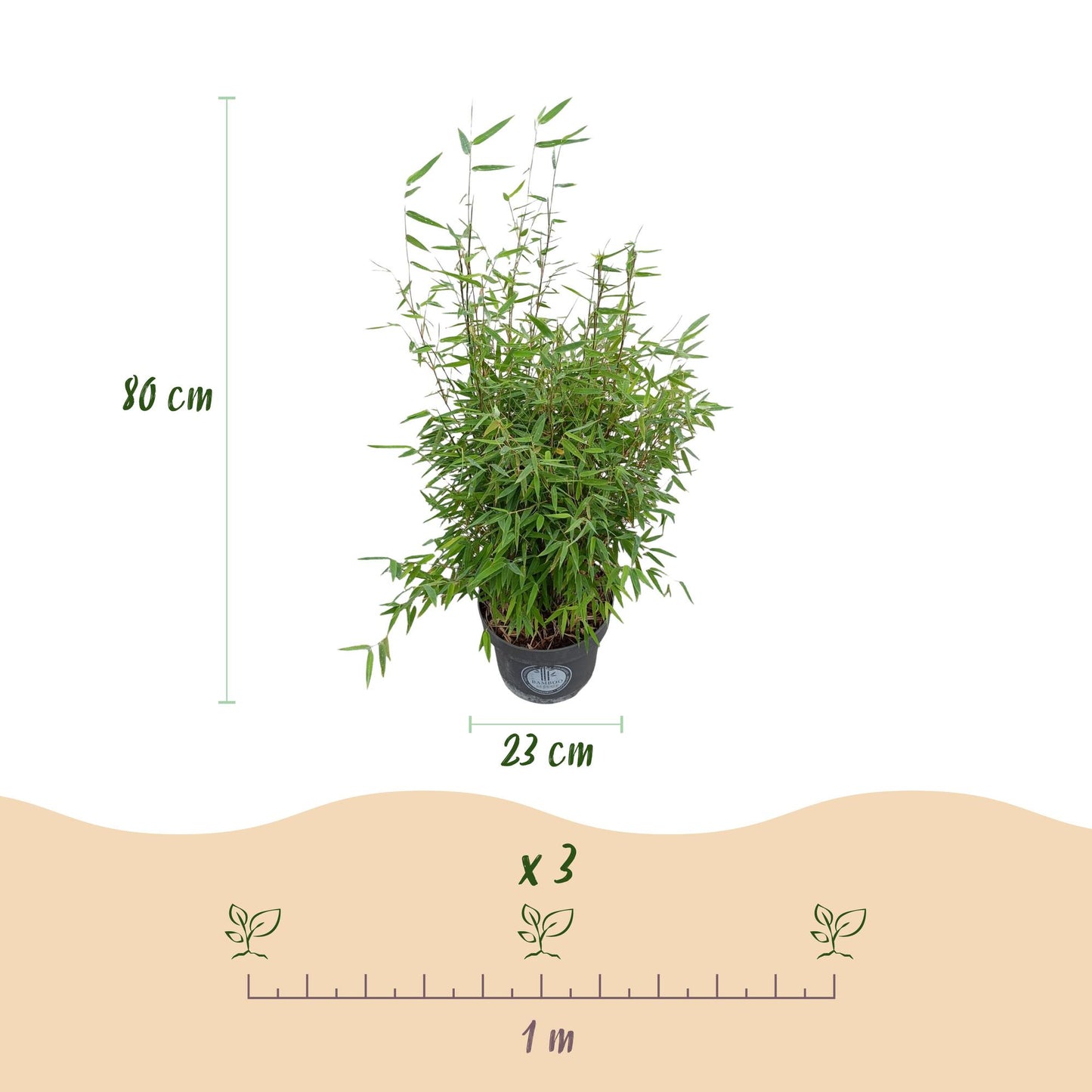 Fargesia nitida Red Dragon en pot de 23cm, hauteur 80cm, avec indications d'espacement de 1m pour 3 plants.
