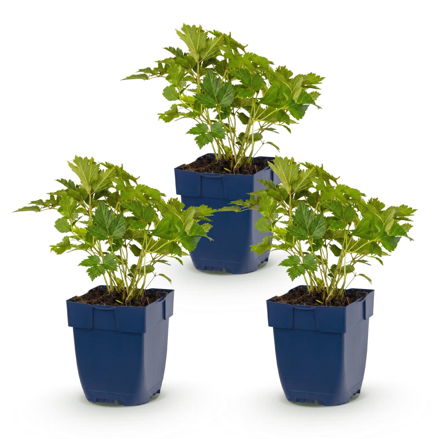 Astilbe chinensis Pumila. Trois jeunes plants d'astilbe en pot de culture bleus, avec un feuillage vert frais et dense.