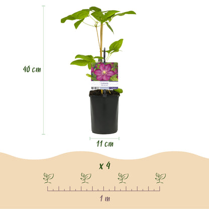 Clématite Ville de Lyon, plant en pot avec dimensions (hauteur 40cm, pot 11cm) et espacement de plantation de 1 mètre pour un lot de 4.