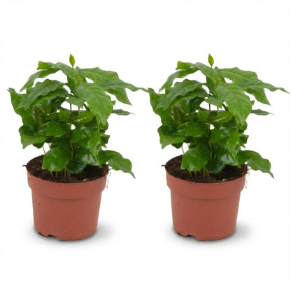 Caféier en pot de 12 cm, 2 plantes