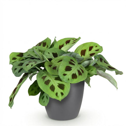 Plante d'intérieur - Maranta Fascinator Kerchoveana - Plante zèbre - Plante amicale pour les animaux - Vert - 1 Plante - avec Pot Gris - Pot 12cm - Hauteur 25cm