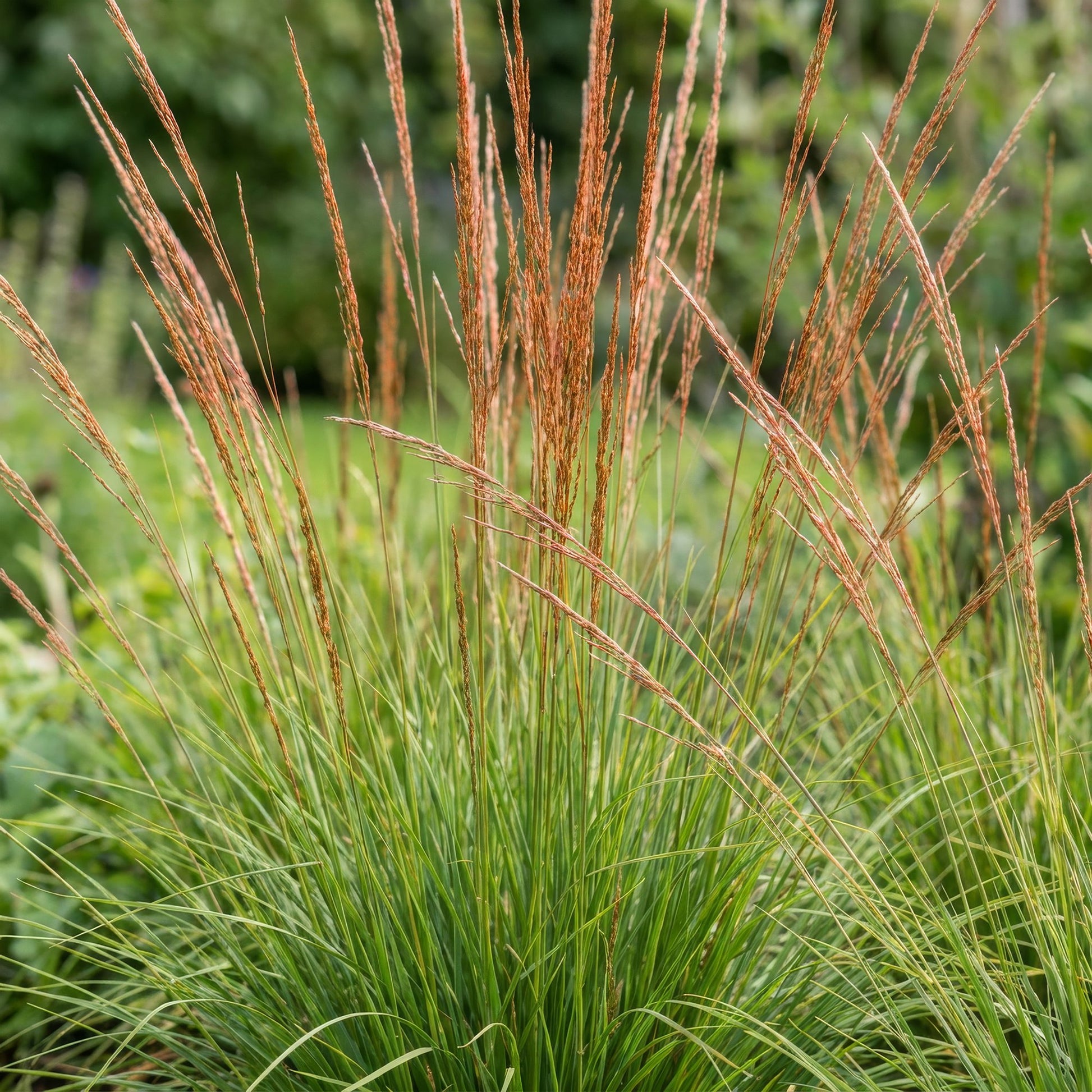 Molinia caer. Heidebraut. Gros plan sur cette graminée ornementale avec son feuillage vert et ses épis floraux aériens de couleur rousse.