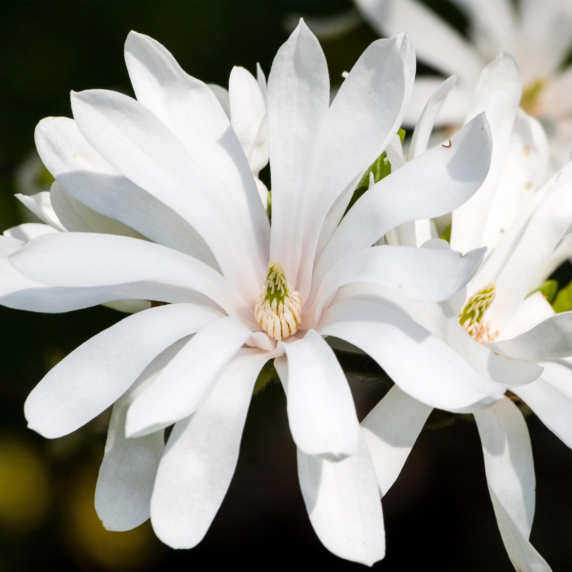 Magnolia stellata, gros plan sur ses délicates fleurs étoilées blanches au cœur vert pâle et jaune, sur un fond sombre et flou.