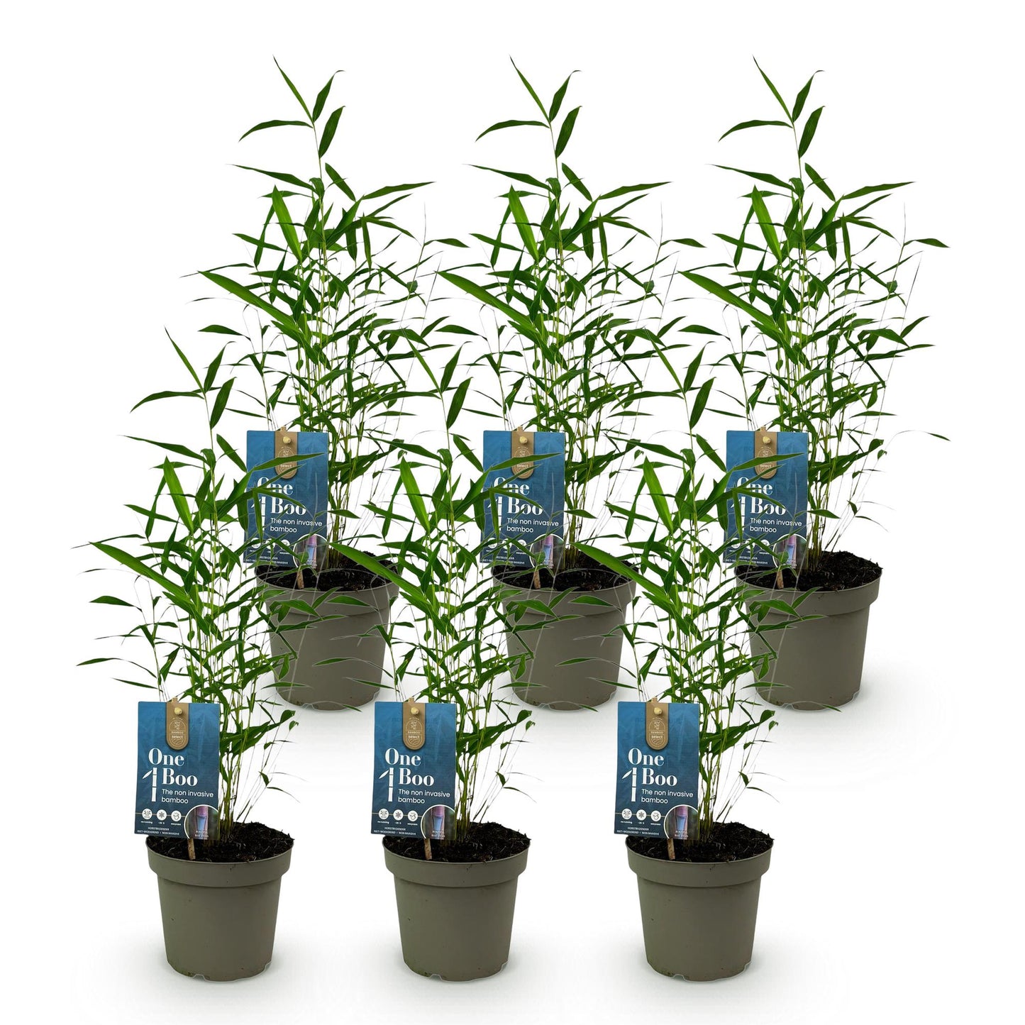 Bambou Fargesia Blue Dragon : sept plants en pot sur fond blanc, feuillage vert élégant. Idéal pour une haie de bambou non-invasive.