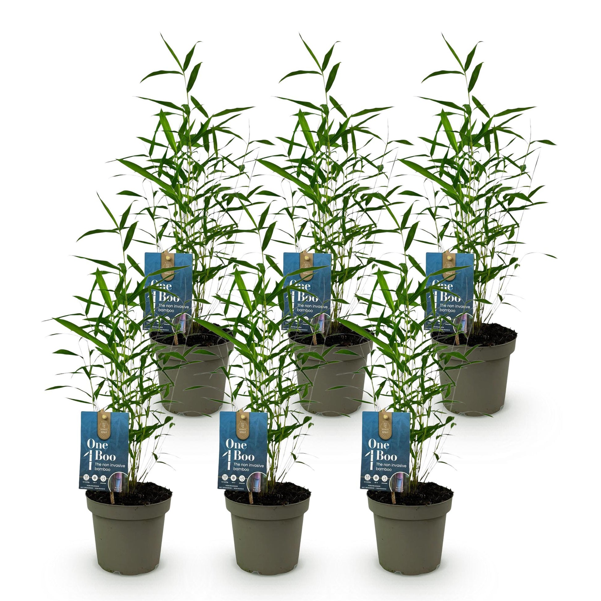 Bambou Fargesia Blue Dragon : sept plants en pot sur fond blanc, feuillage vert élégant. Idéal pour une haie de bambou non-invasive.