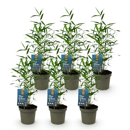 Bambou Fargesia Blue Dragon : sept plants en pot sur fond blanc, feuillage vert élégant. Idéal pour une haie de bambou non-invasive.