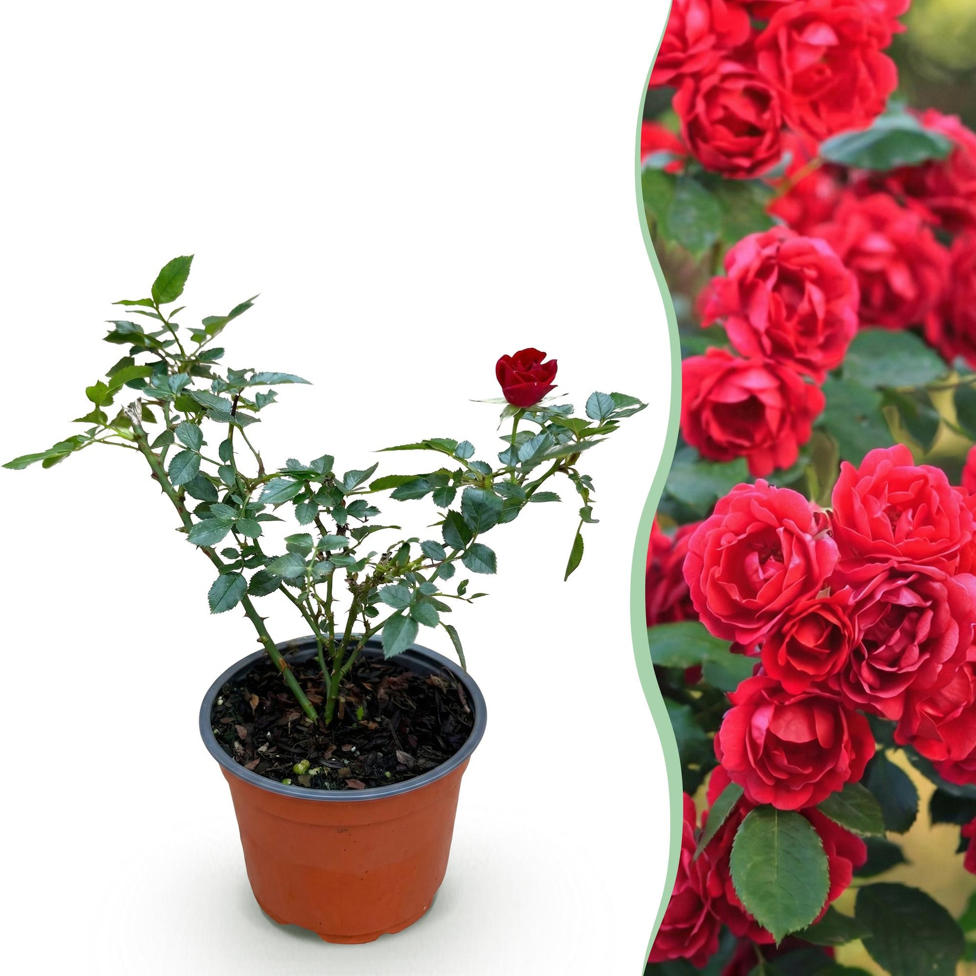 Rosier de Jardin 'Rosa Rote The Fairy'. Jeune plant en pot et vue de ses fleurs rouges éclatantes en pleine croissance.