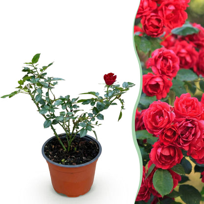 Rosier de Jardin 'Rosa Rote The Fairy'. Jeune plant en pot et vue de ses fleurs rouges éclatantes en pleine croissance.