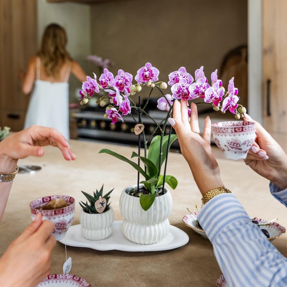 Orchidée Phalaenopsis 'El Salvador' rose et violette tachetée, pot 9 cm