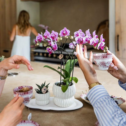 Orchidée Phalaenopsis 'El Salvador' rose et violette tachetée, pot 9 cm