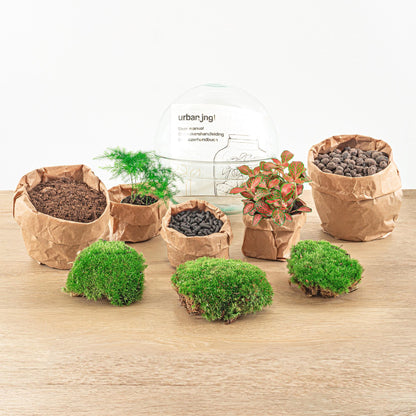 Kit terrarium sphère Fittonia : Avec râteau, pelle et pince