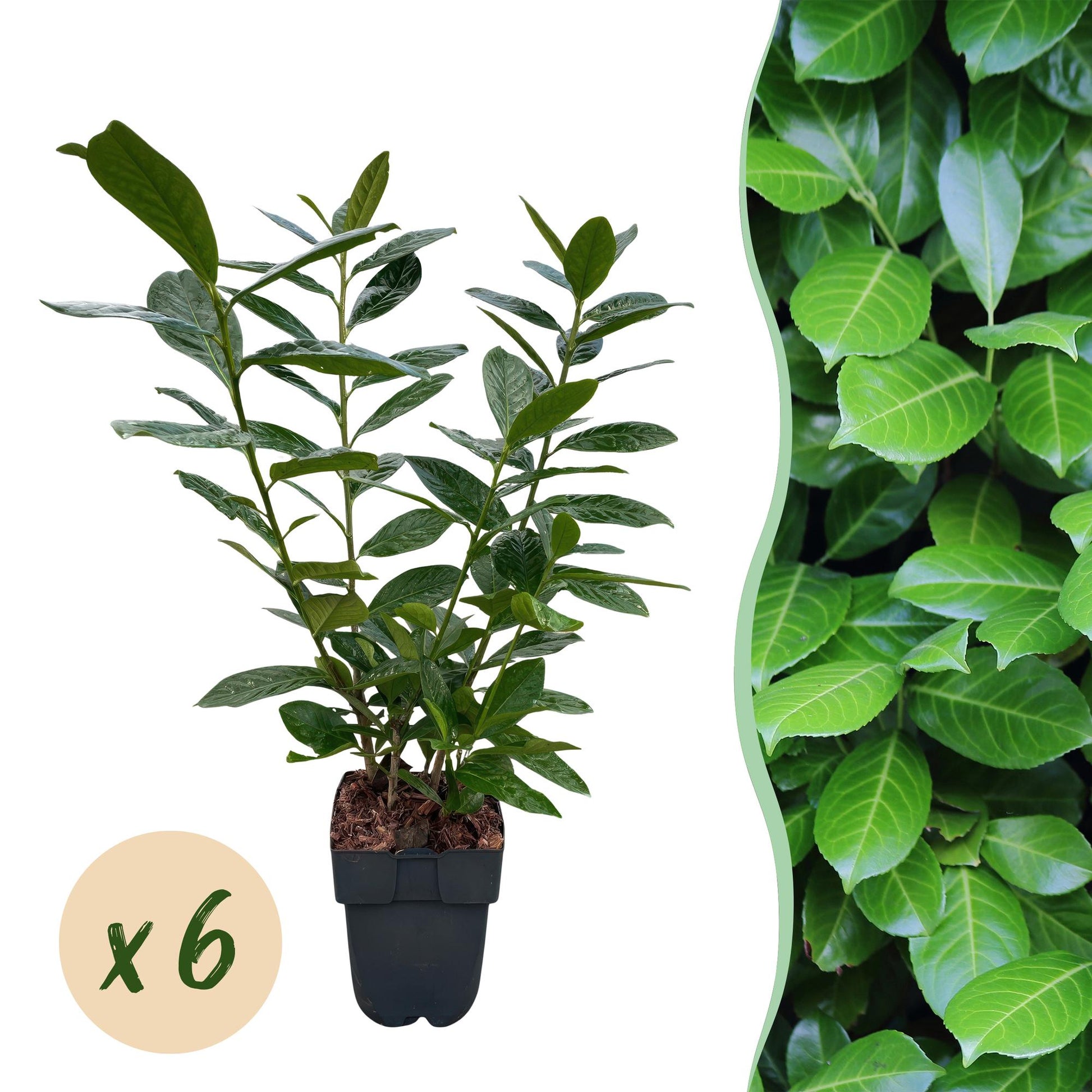 Prunus laurocerasus Novita en pot. Lot de 6 plants pour haie persistante, feuillage vert foncé, idéal pour un écran végétal dense.