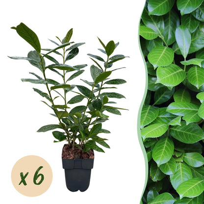 Prunus laurocerasus Novita en pot. Lot de 6 plants pour haie persistante, feuillage vert foncé, idéal pour un écran végétal dense.