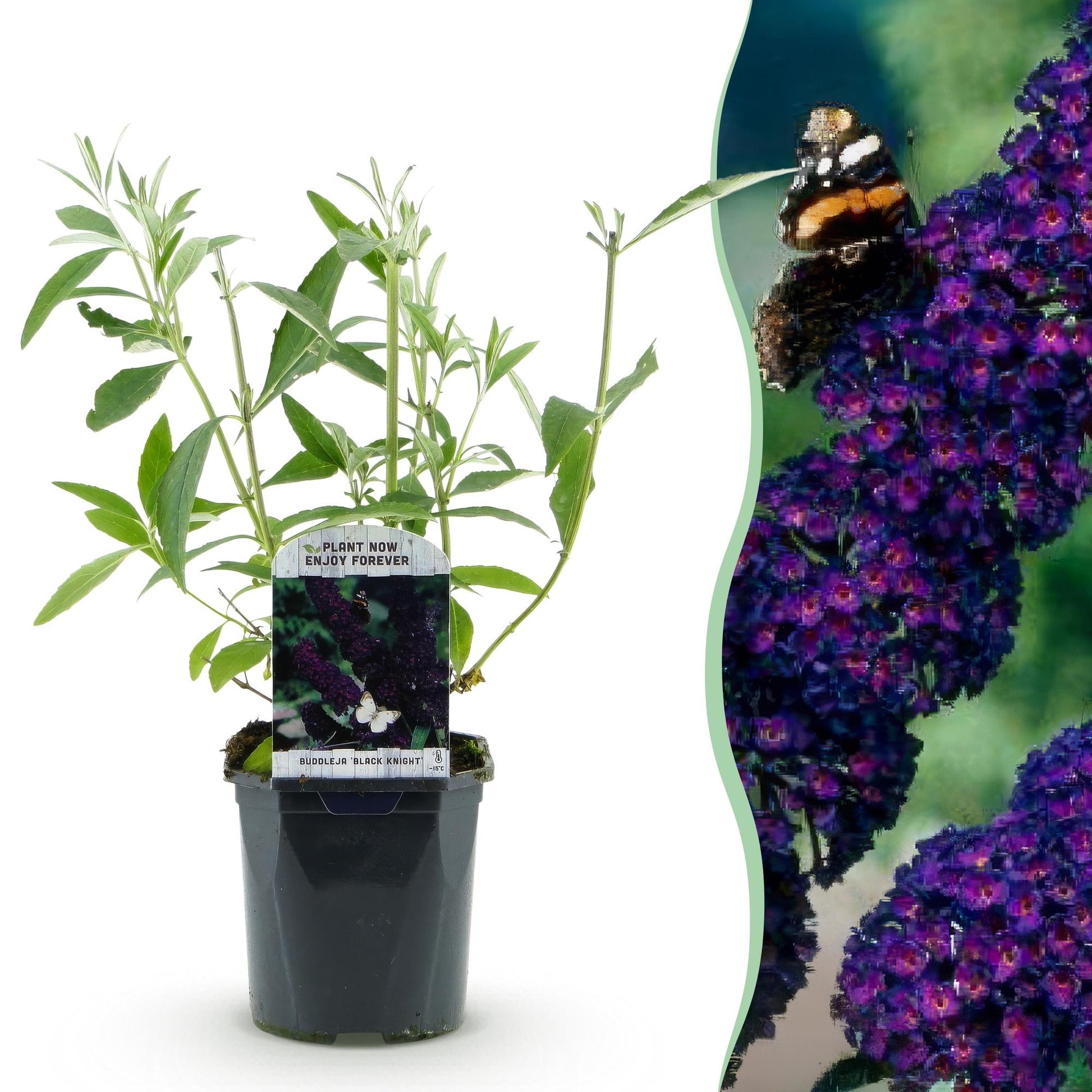Buddleja davidii Black Night, arbre aux papillons, jeune plant en pot accompagné d'une photo de ses fleurs violettes en gros plan.