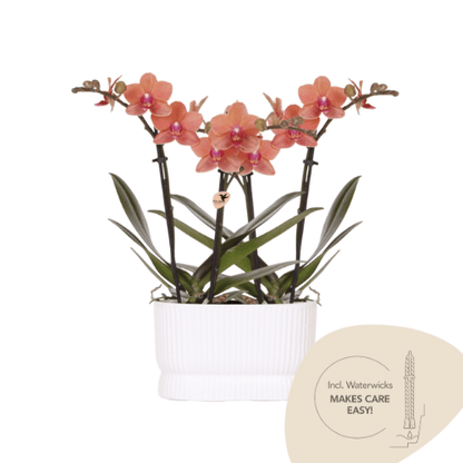 Orchidée Phalaenopsis orange en pot
