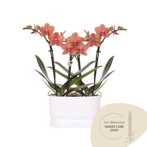 Orchidée Phalaenopsis 'Bolzano' orange (Phalaenopsis) - Set de 2 orchidées + cache-pots - Pot 9 cm