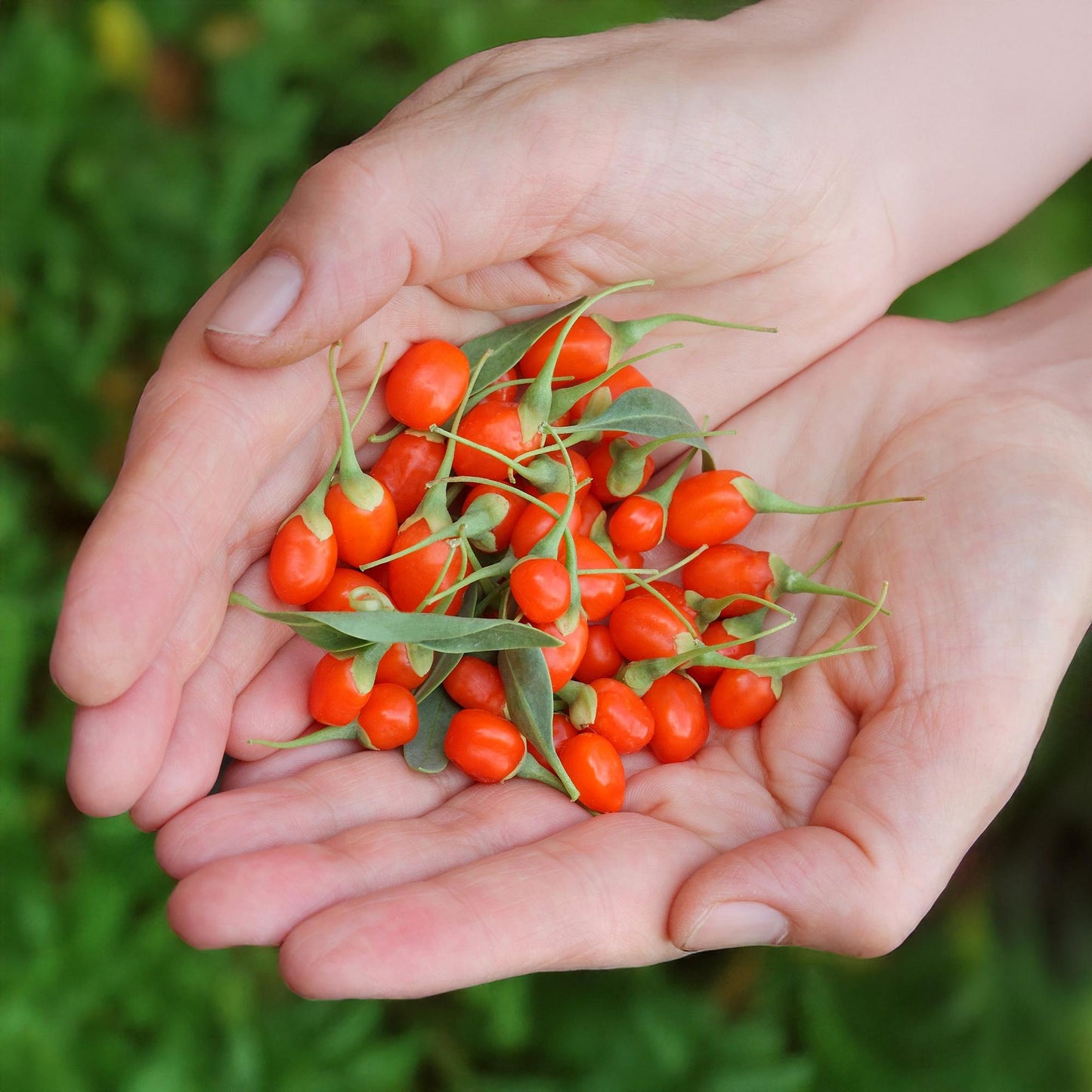 Baies de Goji fraîches, d'un rouge-orange vif, récoltées et tenues dans des mains ouvertes, sur fond de feuillage vert flou.