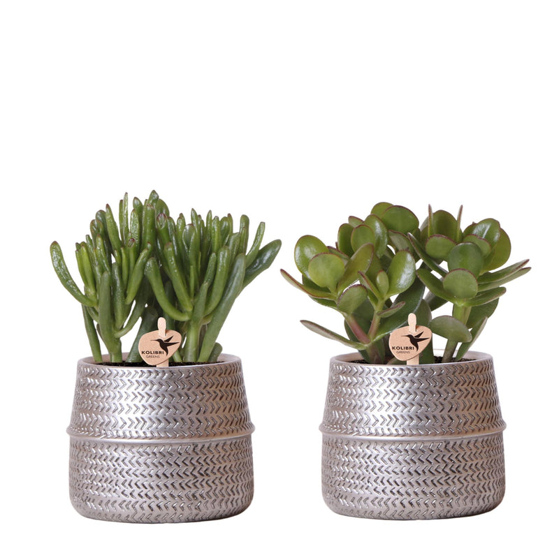 Set de 2 succulentes en cache-pots céramique rainurés argentés - Pot 9 cm