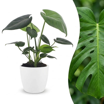 Une jeune Monstera Deliciosa avec de grandes feuilles vertes non perforées, plantée dans un pot blanc uni de 12cm