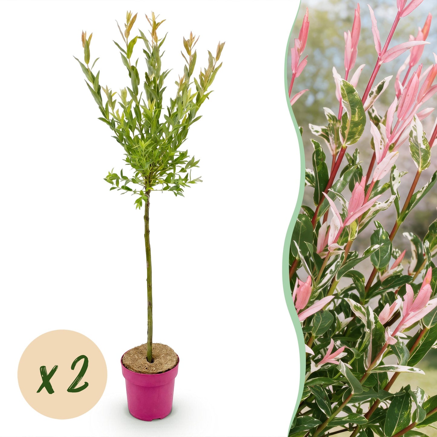 Salix Flamingo : plant en pot rose avec une bulle « x 2 » et un gros plan du feuillage vert et rose pâle.