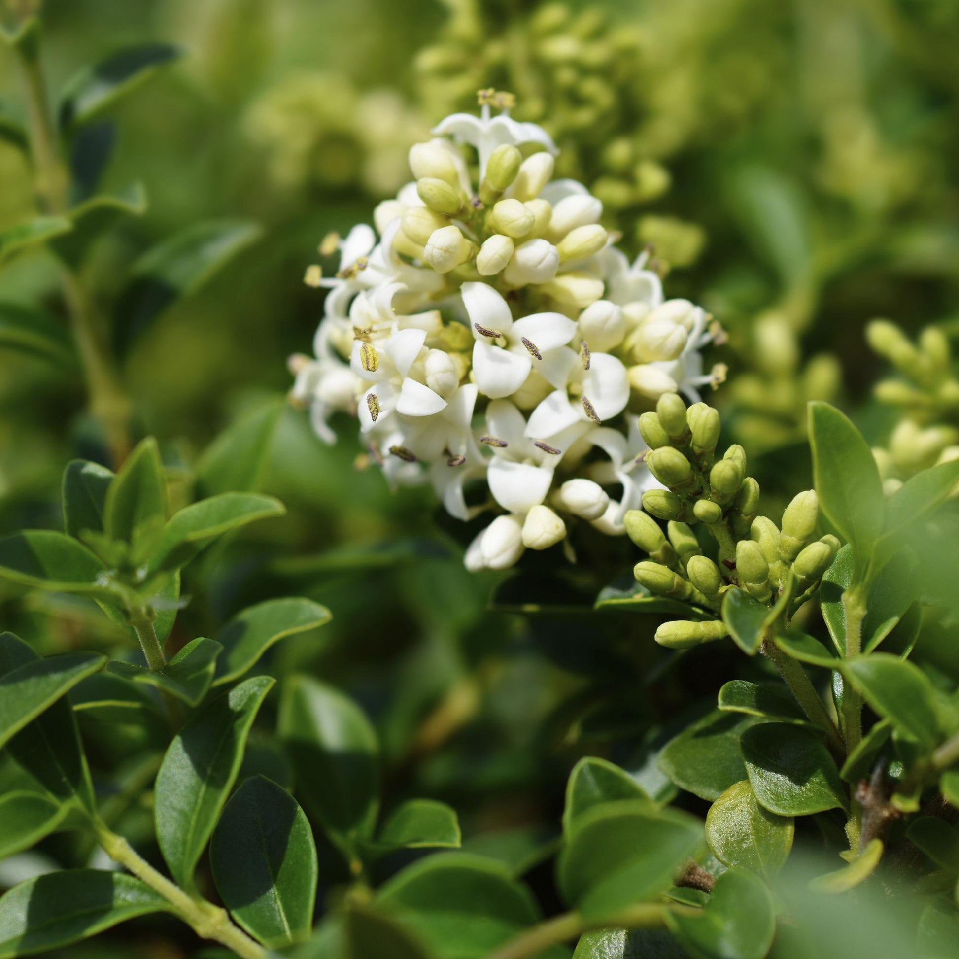 Ligustrum delavayanum, gros plan sur ses petites fleurs blanches et ses bourgeons, entourés de feuilles vertes et luisantes.