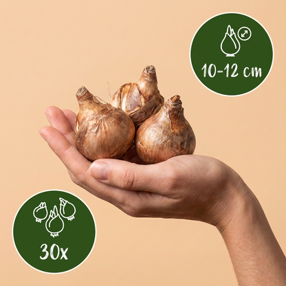 Bulbes de Mélange de bulbes pour jardin humide tenus dans une main, calibre 10-12 cm, lot de 30 bulbes.