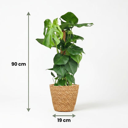Plante d'intérieur - Monstera Deliciosa sur tuteur - Vert - Entretien facile - 1 Plante - avec Panier - Pot 19cm - Hauteur 90cm