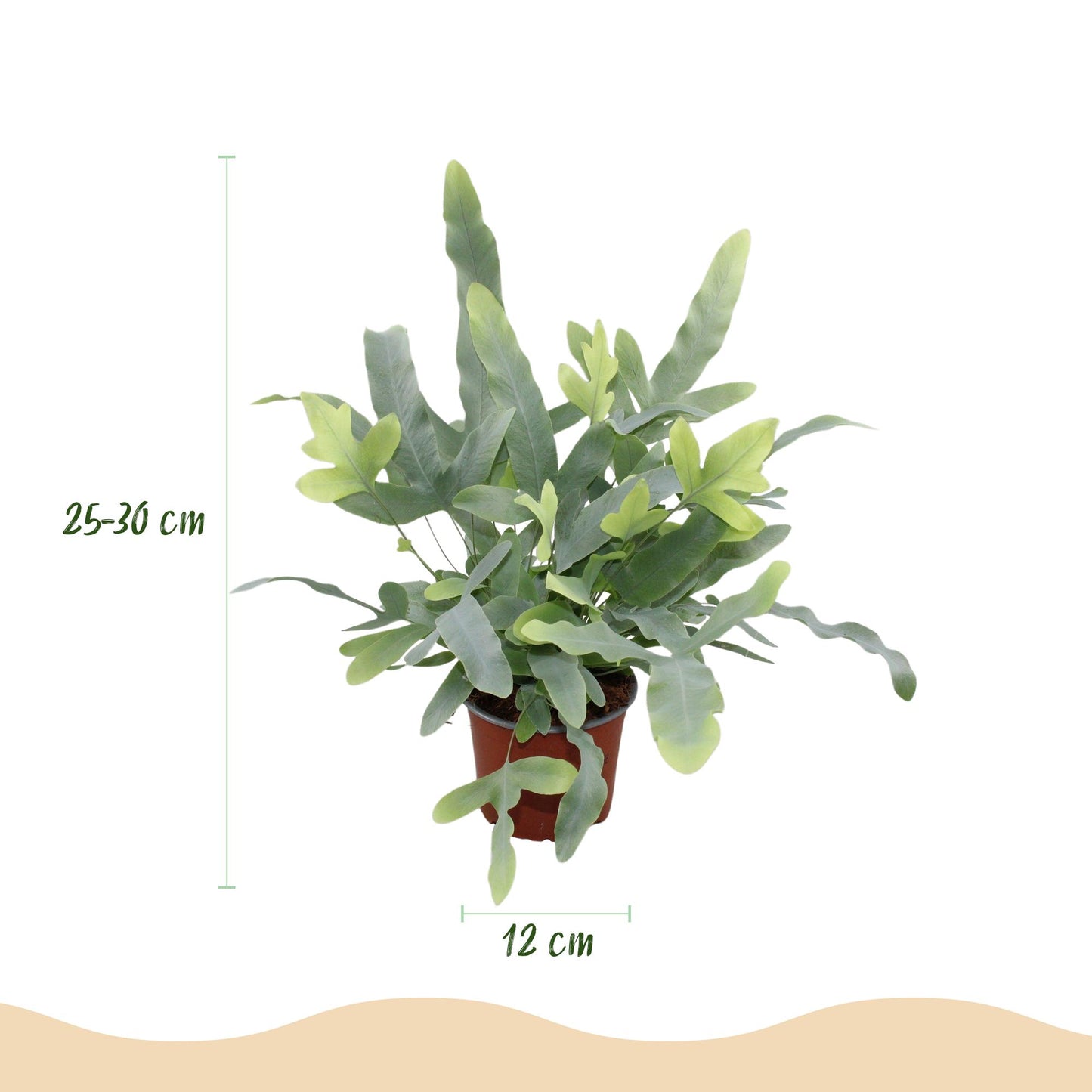 Plante d'intérieur - Phlebodium aureum Blue Star - Fougère Bleue - Plante Amie des Animaux - Bleu - 1 Plante - avec Pot Gris - Pot 12cm - Hauteur 25cm