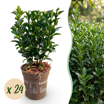Euonymus japonica Green Spire : Jeune plant en pot et vue d'une haie luxuriante, avec une pastille de quantité "x 24".