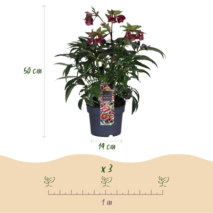 Dimensions Hellébore 'Dacaya' en pot de 19 cm