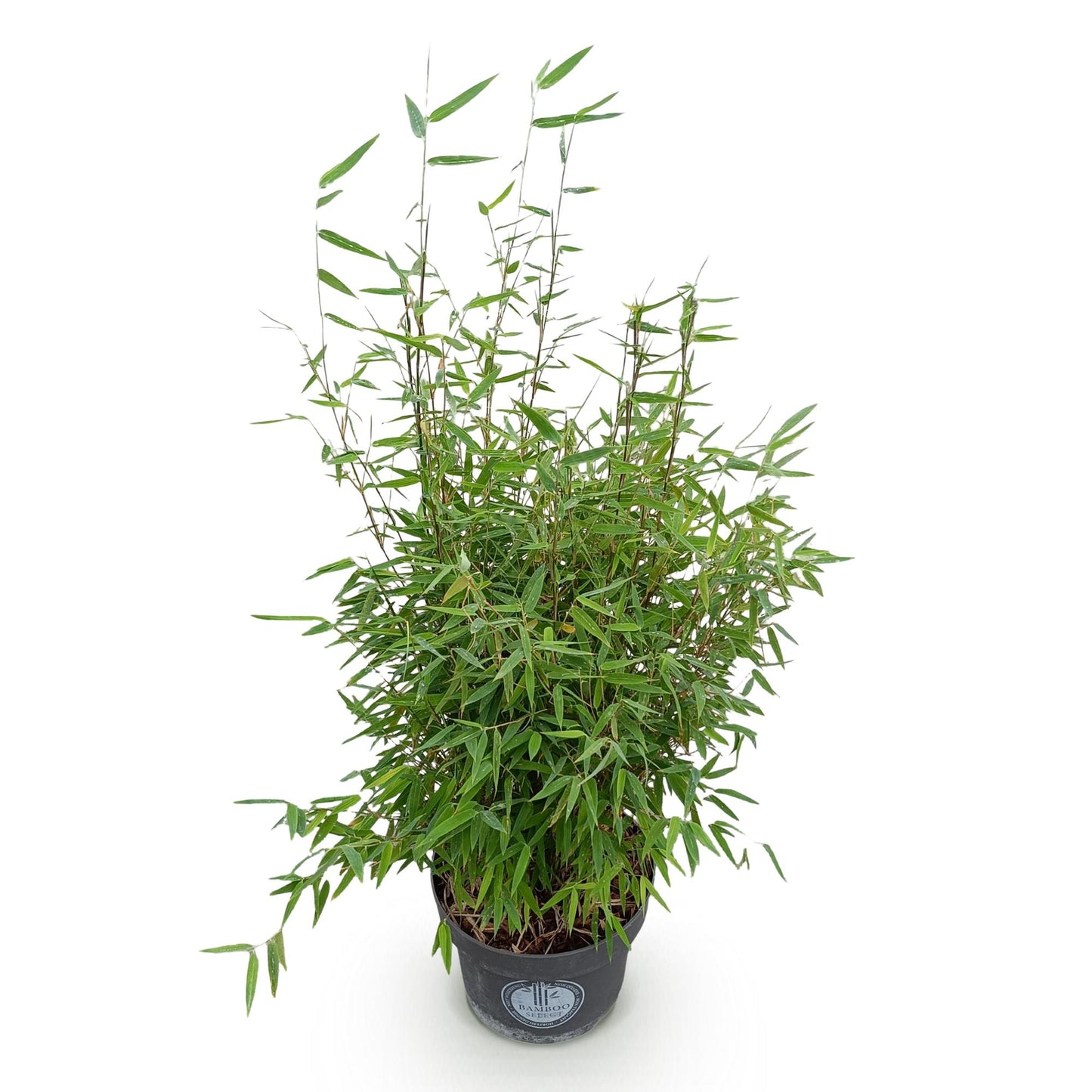 Fargesia nitida Red Dragon, bambou non envahissant, feuillage vert dense et tiges fines, présenté en pot noir sur fond blanc.