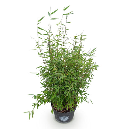 Fargesia nitida Red Dragon, bambou non envahissant, feuillage vert dense et tiges fines, présenté en pot noir sur fond blanc.
