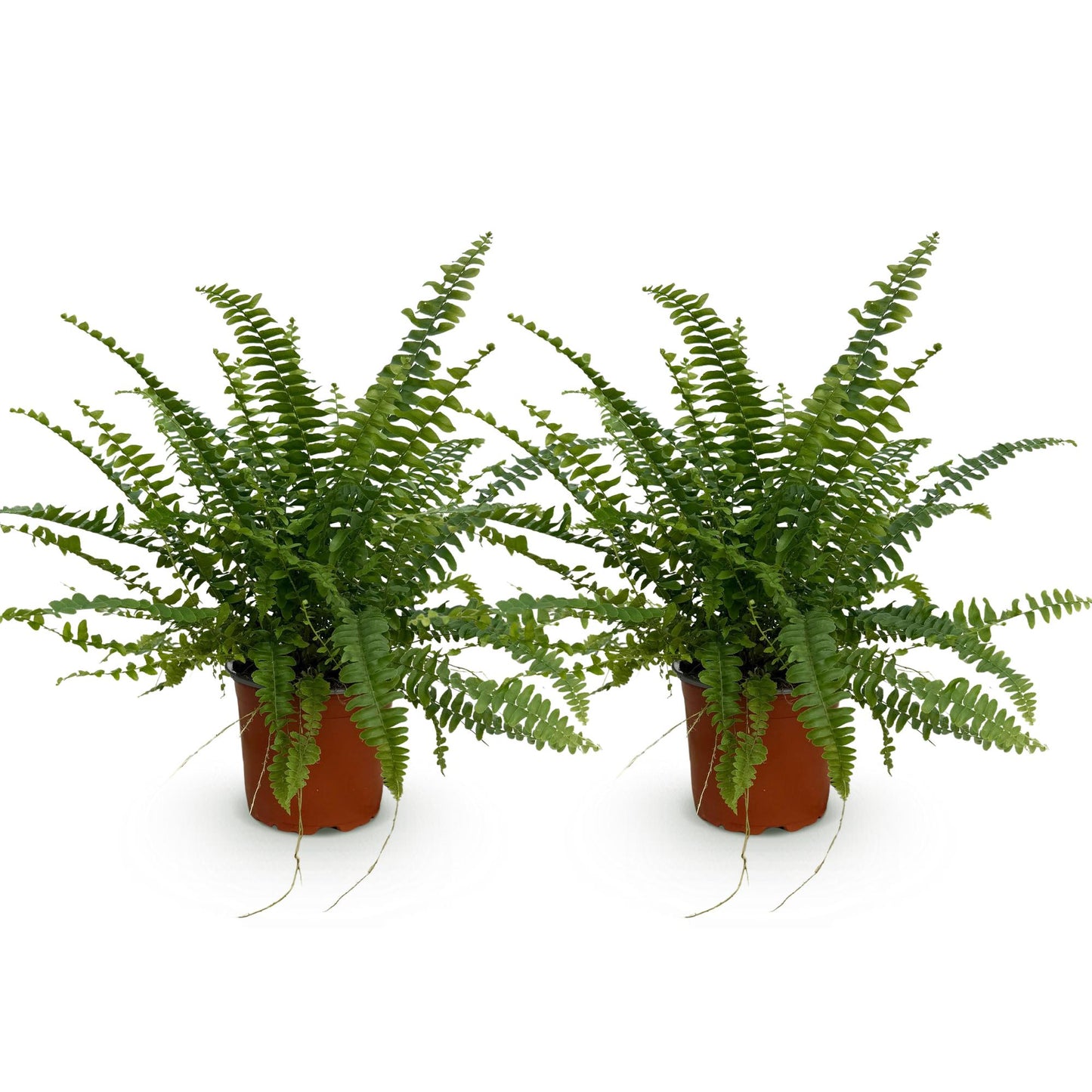 Deux fougères Nephrolepsis exaltata Green Lady avec des frondes vertes luxuriantes et des pots de culture marron