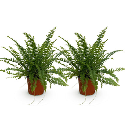Deux fougères Nephrolepsis exaltata Green Lady avec des frondes vertes luxuriantes et des pots de culture marron