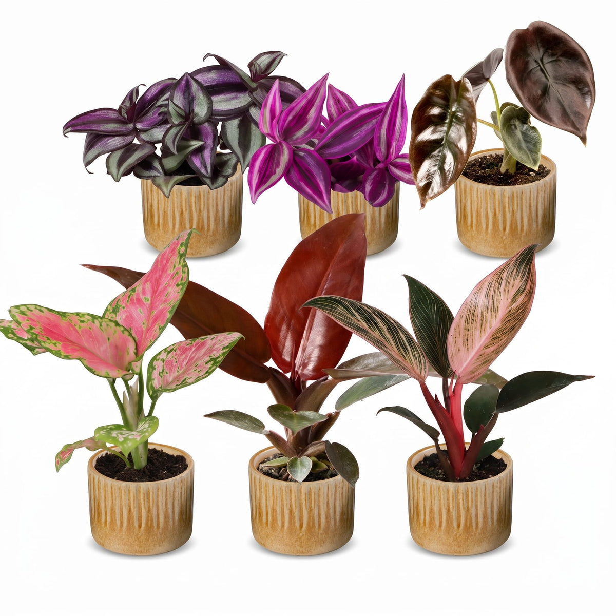 Bébés plantes roses en pot de 6 cm, 6 plantes, cache-pot miel