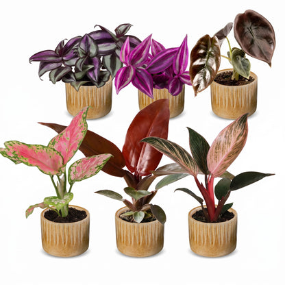 Bébés plantes roses en pot de 6 cm, 6 plantes, cache-pot miel