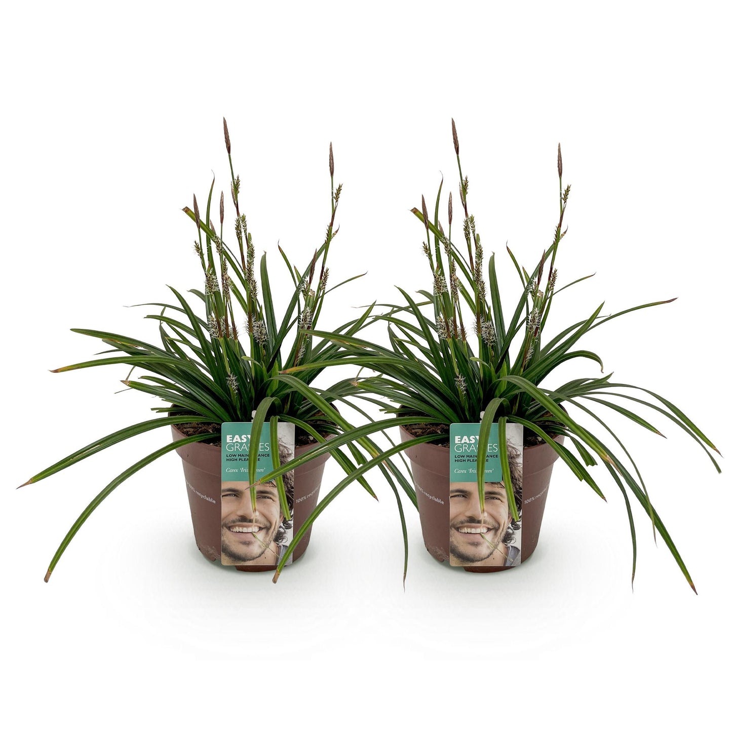 Carex morrowii Irish Green, deux plants verts en pots bruns avec étiquettes souriantes, prêts à être plantés.