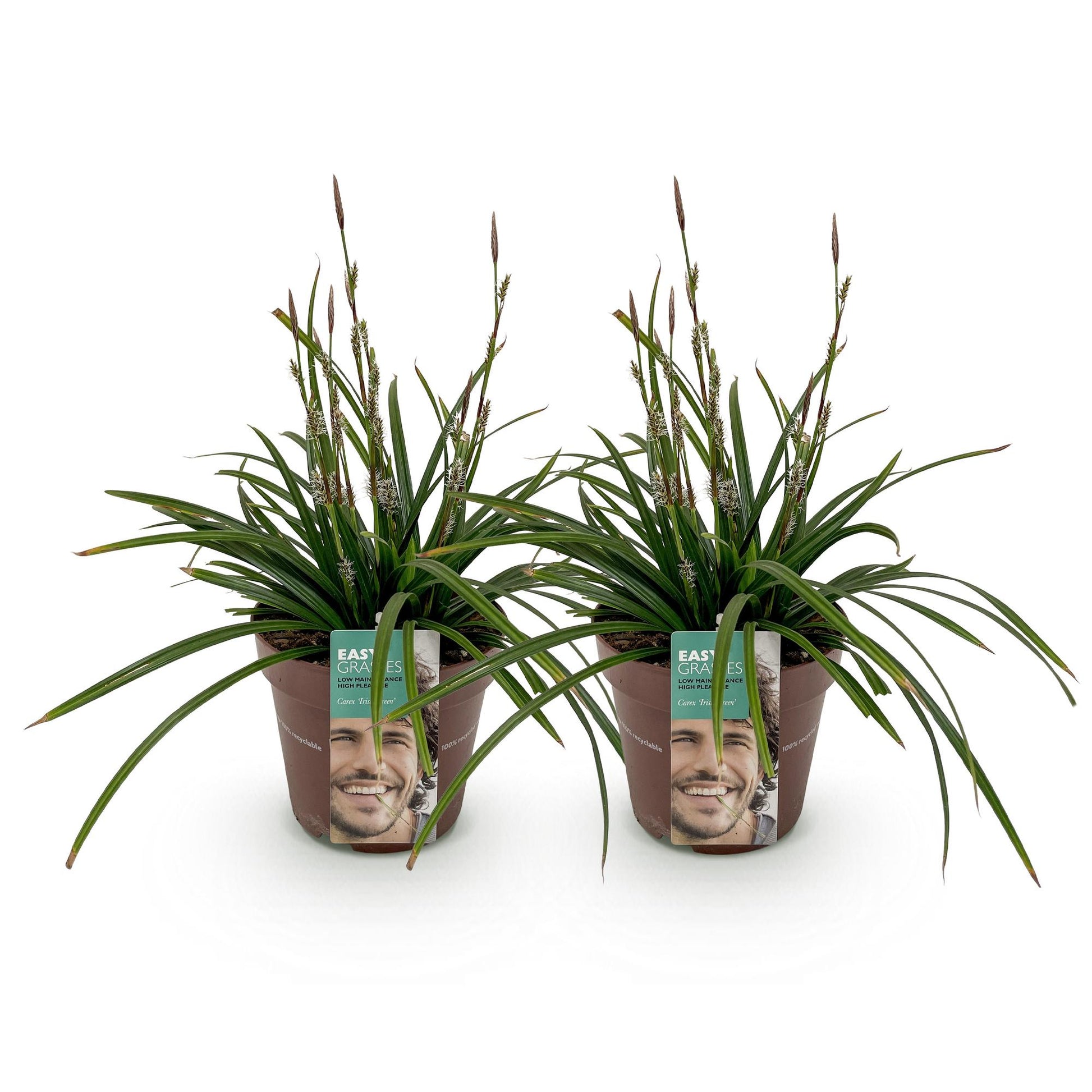 Carex morrowii Irish Green, deux plants verts en pots bruns avec étiquettes souriantes, prêts à être plantés.