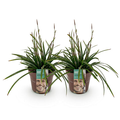 Carex morrowii Irish Green, deux plants verts en pots bruns avec étiquettes souriantes, prêts à être plantés.