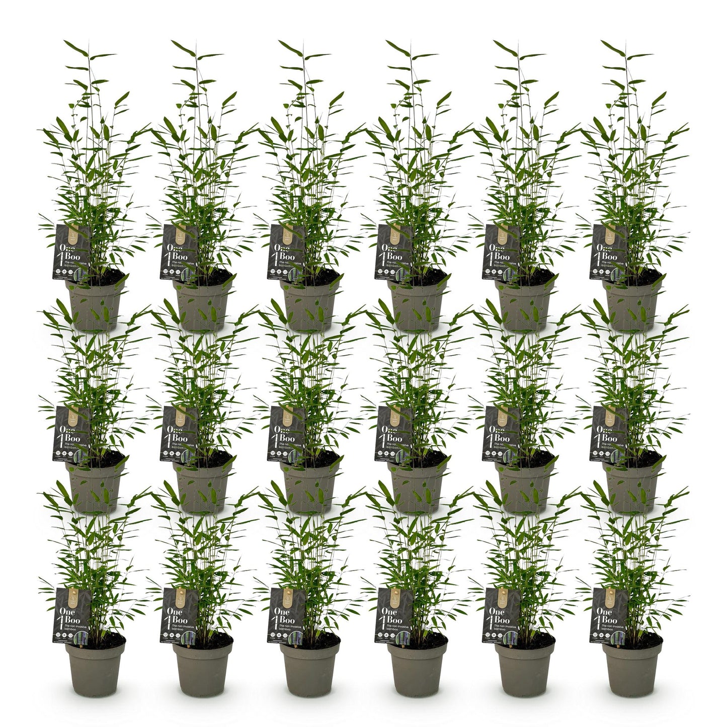 Bambou Fargesia Black Dragon : lot de 20 jeunes plants en pot, feuillage vert dense et tiges fines, sur fond blanc uni.
