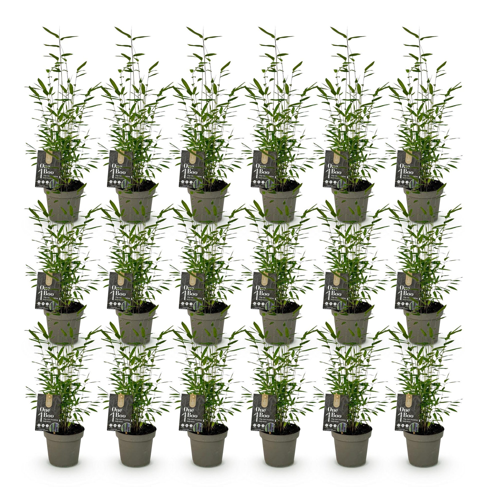 Bambou Fargesia Black Dragon : lot de 20 jeunes plants en pot, feuillage vert dense et tiges fines, sur fond blanc uni.