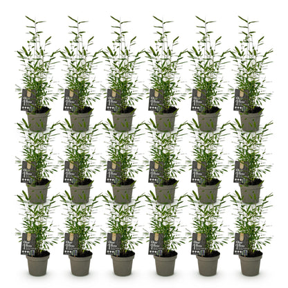 Bambou Fargesia Black Dragon : lot de 20 jeunes plants en pot, feuillage vert dense et tiges fines, sur fond blanc uni.