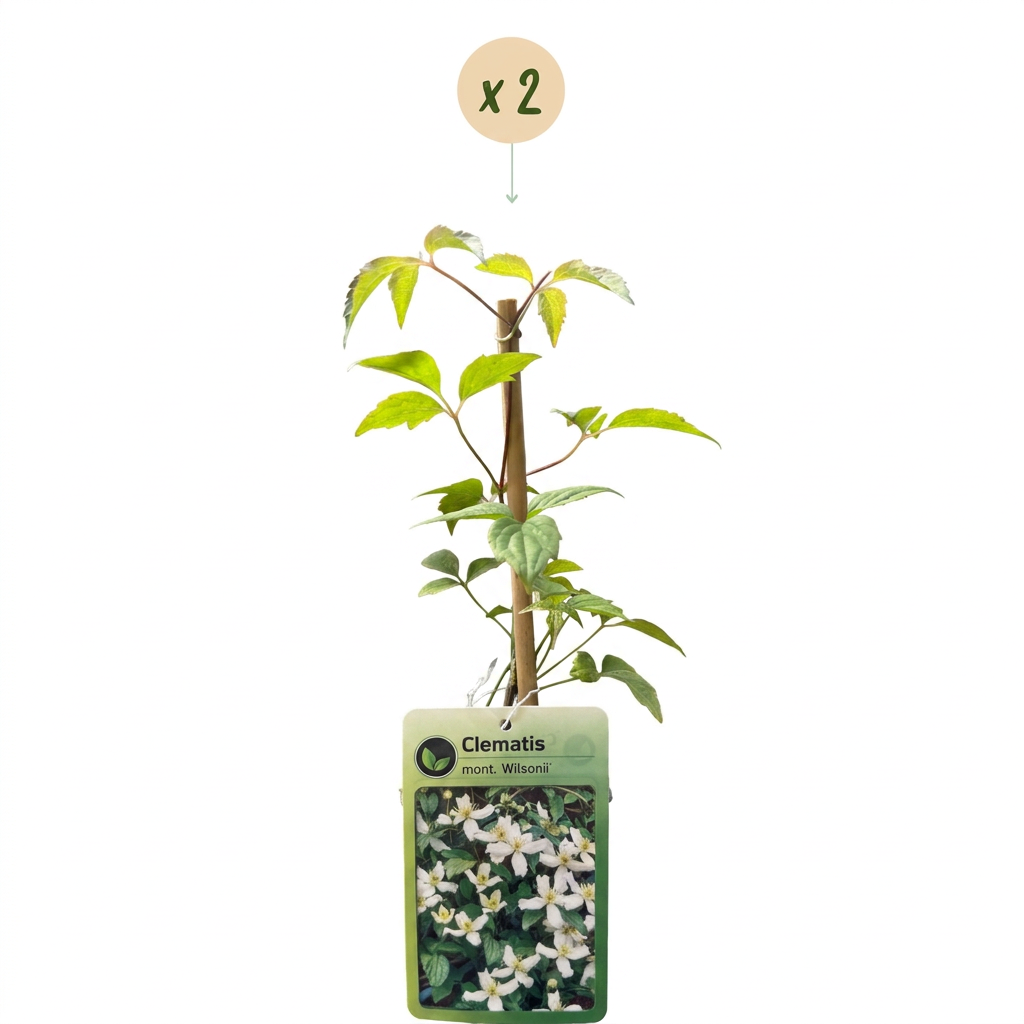Clématite de montagne de Wilson (Clematis montana) - grimpante parfumée