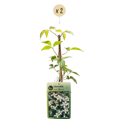 Clématite de montagne de Wilson (Clematis montana) - grimpante parfumée