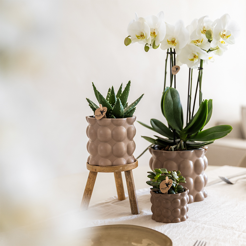 Orchidée Phalaenopsis blanche en pot